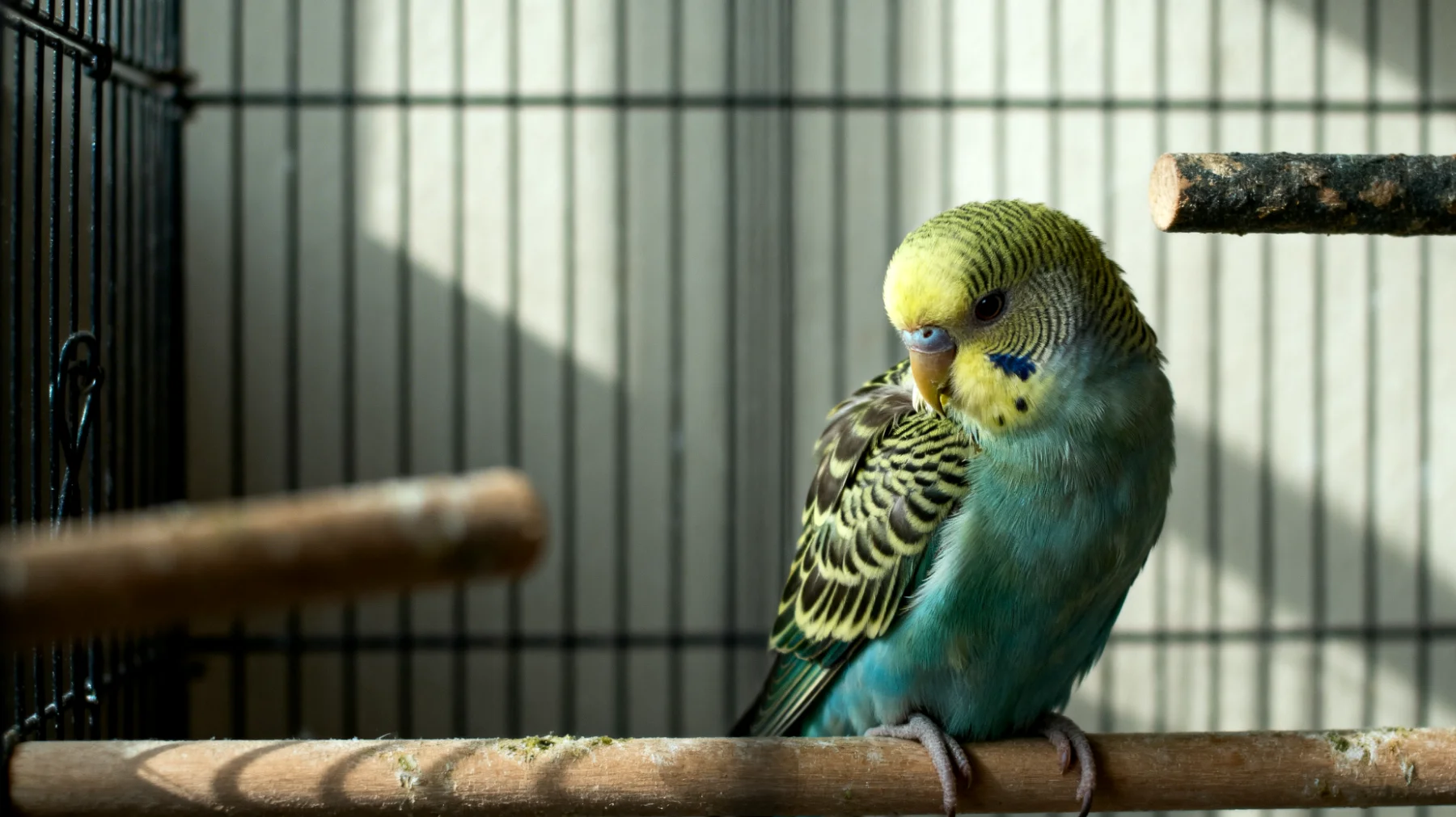 Wellensittiche benötigen trotz Käfighaltung ausreichend mentale Stimulation und abwechslungsreiche Aktivitäten, um Verhaltensstörungen wie Federrupfen, Langeweile und Apathie zu vermeiden"